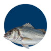 Peixaria